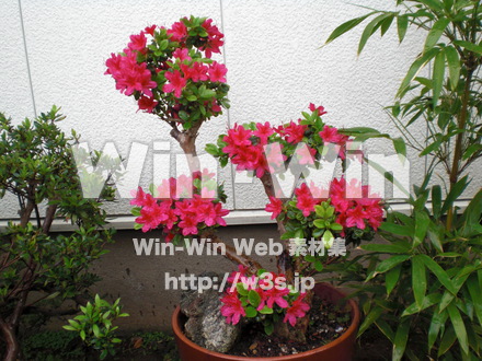 躑躅の写真素材 W-003344