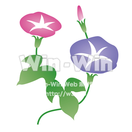 朝顔のCG・イラスト素材 W-003647