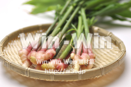 葉ショウガ　１の写真素材 W-002359