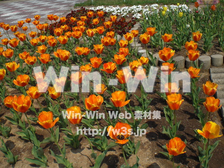 チューリップの写真素材 W-003452