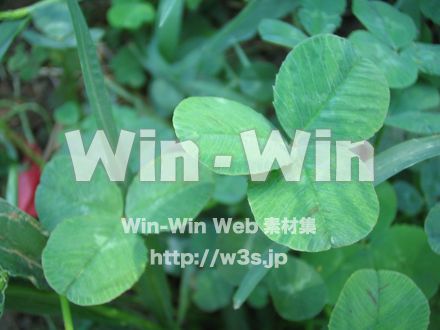 クローバーの写真素材 W-002535