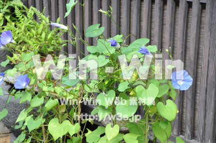 飛騨高山の写真素材 W-002353