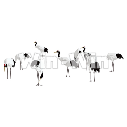 タンチョウのCG・イラスト素材 W-003616