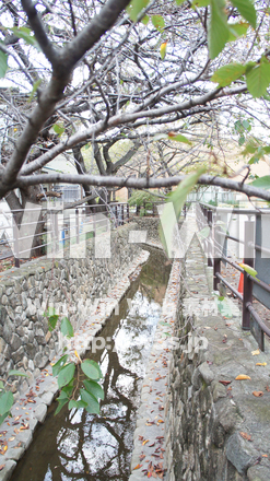 二ヶ領用水の写真素材 W-002768