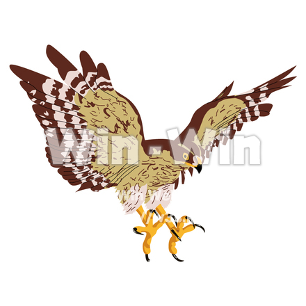 タカのCG・イラスト素材 W-003615