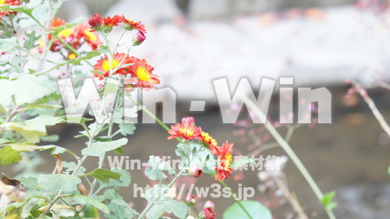 二ヶ領用水の写真素材 W-002795