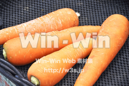 人参　１の写真素材 W-002244