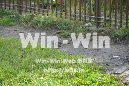 富士見公園の写真素材 W-002690