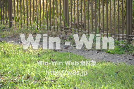 富士見公園の写真素材 W-002692