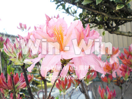 躑躅の写真素材 W-003271