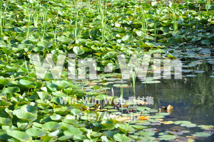 白川郷の写真素材 W-002043