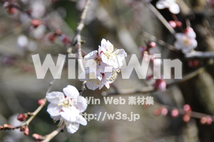 梅の写真素材 W-003548