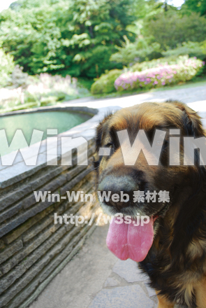 犬の写真素材 W-003483