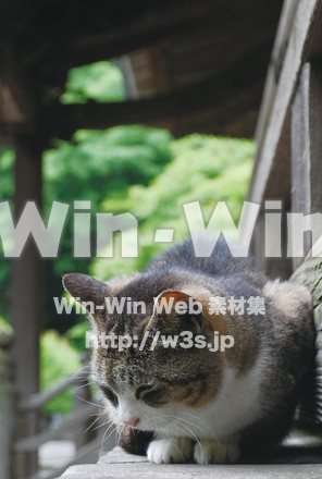 猫の写真素材 W-003476