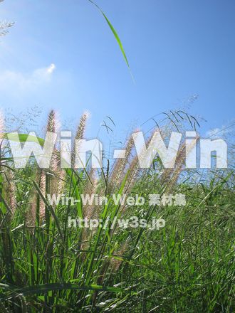 穂の写真素材 W-003151