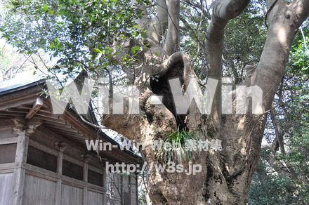 雄島の写真素材 W-002400