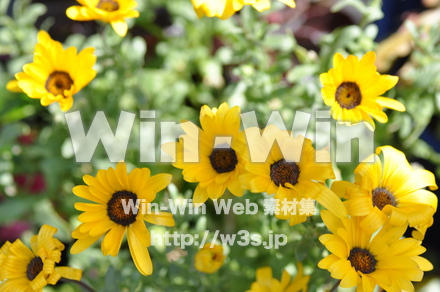 不明な花の写真素材 W-004267