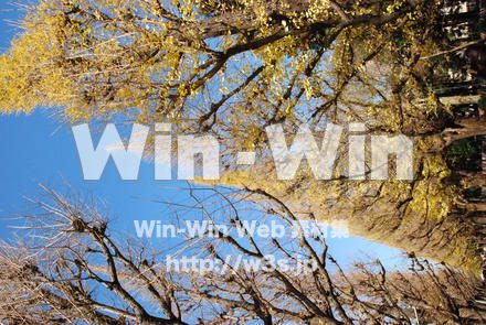 イチョウの写真素材 W-004596