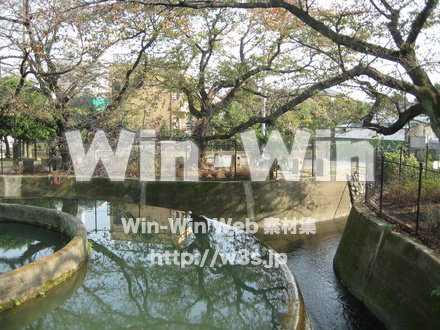 二ヶ領用水（高津区）の写真素材 W-004926