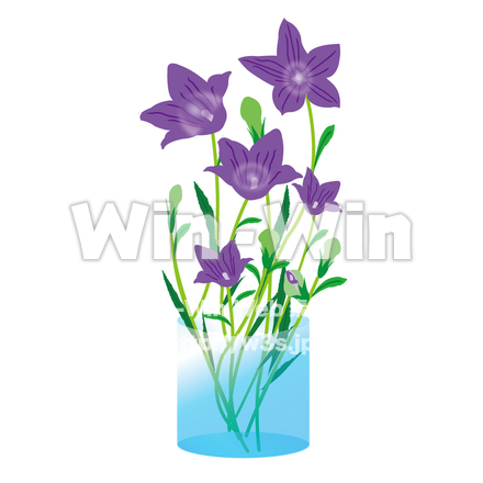 桔梗のCG・イラスト素材 W-004169