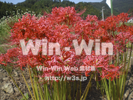 彼岸花の写真素材 W-004854