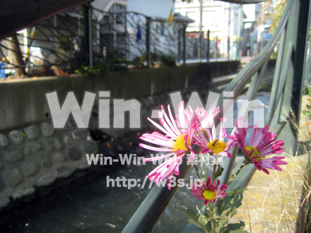 二ヶ領用水（高津区）の写真素材 W-004912