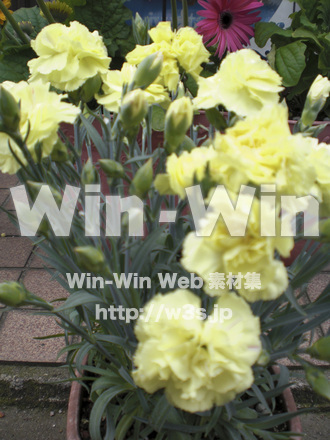 カーネーションの写真素材 W-004871