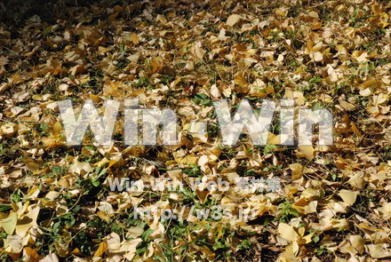 イチョウの写真素材 W-004625