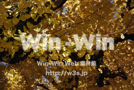 イチョウの写真素材 W-004602