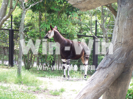 オカピの写真素材 W-004522