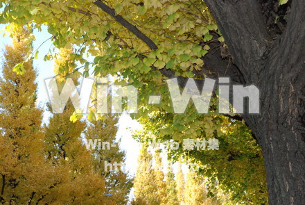 イチョウの写真素材 W-004621