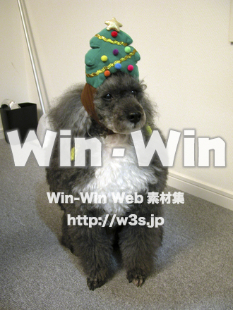 プードルのノバの写真素材 W-005488