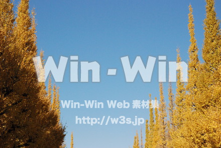 イチョウの写真素材 W-004611