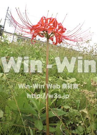 彼岸花の写真素材 W-004855