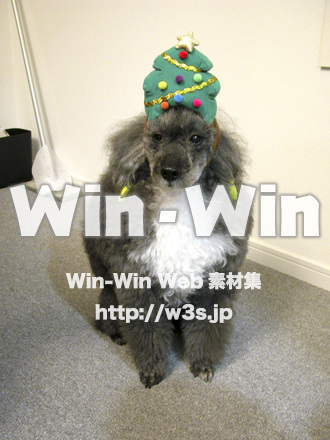 プードルのノバの写真素材 W-005486