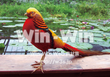 キンケイの写真素材 W-004528