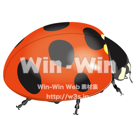てんとう虫のCG・イラスト素材 W-005139