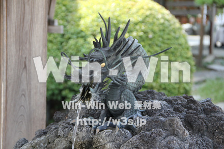 琴平神社_手水舎_竜の写真素材 W-004768