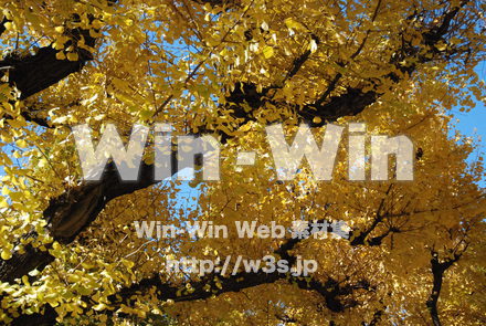 イチョウの写真素材 W-004606