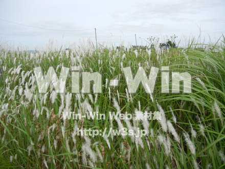 ススキの写真素材 W-005162