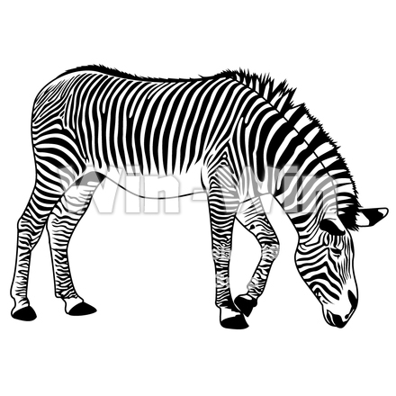 シマウマのシルエット素材 W-004146