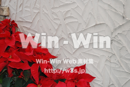 ポインセチアの写真素材 W-004902