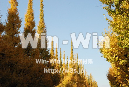 イチョウの写真素材 W-004623