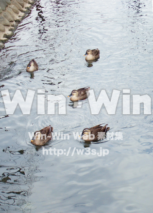 二ヶ領の鴨の写真素材 W-004542