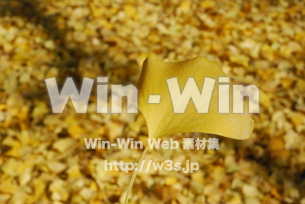 イチョウの写真素材 W-004588