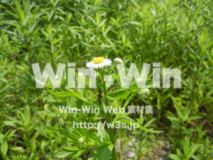 ハルジオンの写真素材 W-004002