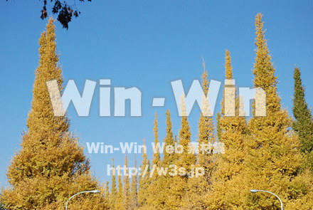 イチョウの写真素材 W-004614