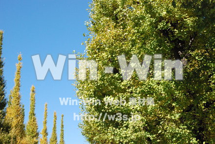 イチョウの写真素材 W-004633