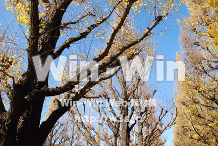 イチョウの写真素材 W-004598