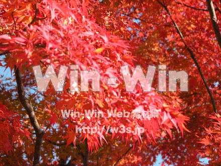 紅葉の紅葉の写真素材 W-005157